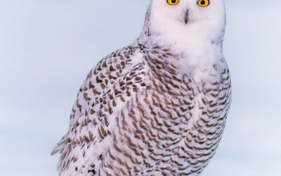 Harfang des neiges | Snowy owl
