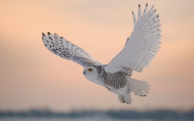 Harfang des neiges | Snowy owl