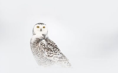 HARFANG DES NEIGES | SNOWY OWL