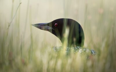 Plongeon huard | Common loon