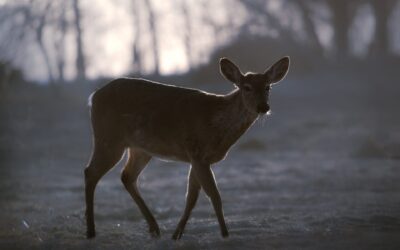 Cerf de Virginie | White-tailed deer