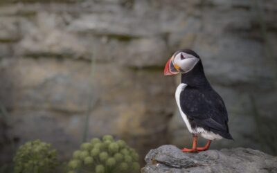 Macareux moine | Puffin