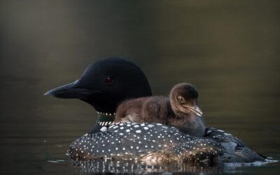Plongeon huard | Common loon