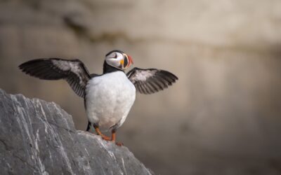 Macareux moine | Puffin