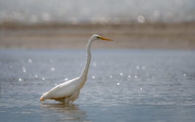 Grande aigrette | Great Egret