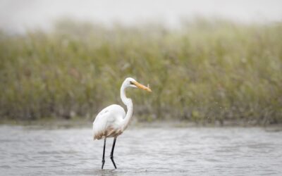 Grande aigrette | Great Egret