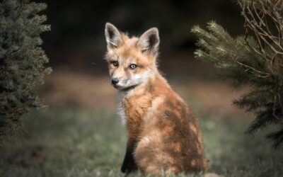 Renard roux | Red Fox