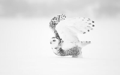 Harfang des neiges | Snowy owl