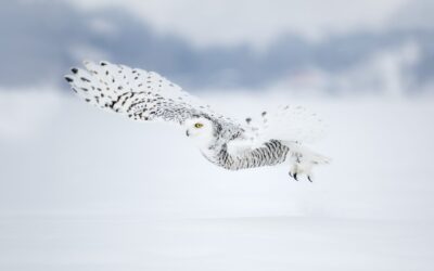 Harfang des neiges | Snowy owl