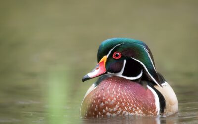 canard branchu | wood Duck
