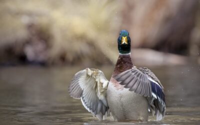 Canard colvert | Mallard