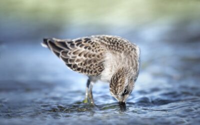 Limicole | Shorebird
