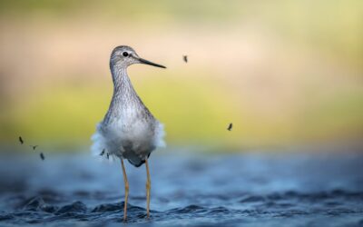 Limicole | Shorebird