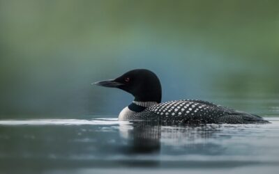 Plongeon huard | Common loon