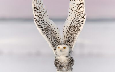 Harfang des neiges | Snowy owl