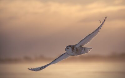 Harfang des neiges | Snowy owl