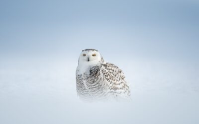 Harfang des neiges | Snowy owl