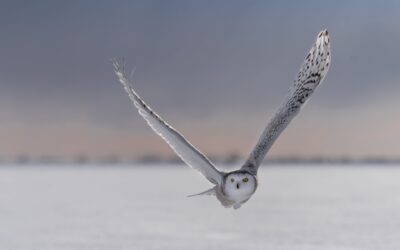 Harfang des neiges | Snowy owl