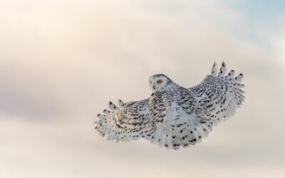 Harfang des neiges | Snowy owl