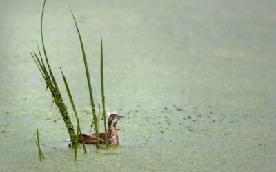 Petit Blongios | least bittern