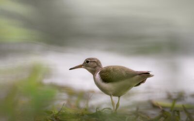 Limicole | Shorebird