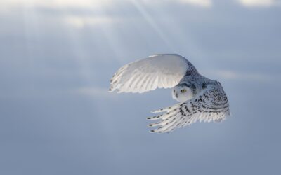 Harfang des neiges | Snowy owl