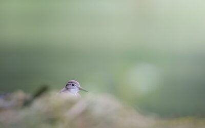 Limicole | Shorebird