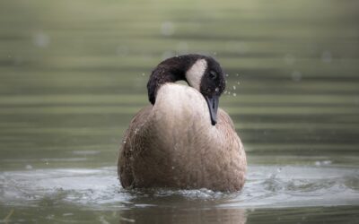 bernache du Canada | Canada goose