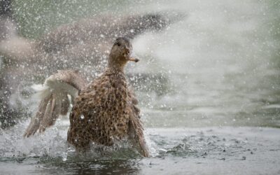 Canard colvert | Mallard