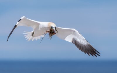 Fou de Bassan | Northern Gannet