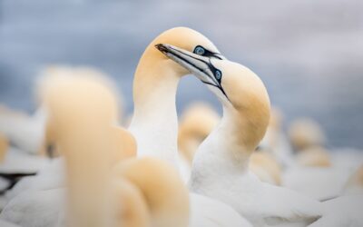 Fou de Bassan | Northern Gannet