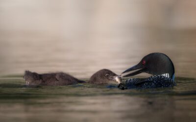 Plongeon huard | Common loon