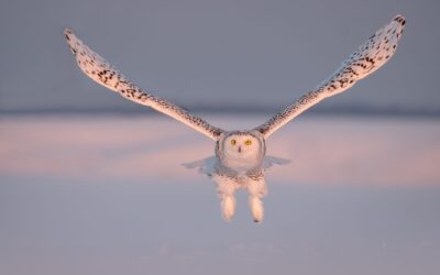 Harfang des neiges | Snowy owl