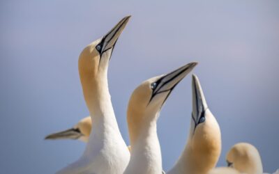 Fou de Bassan | Northern Gannet