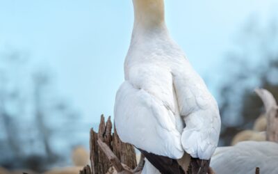 Fou de Bassan | Northern Gannet