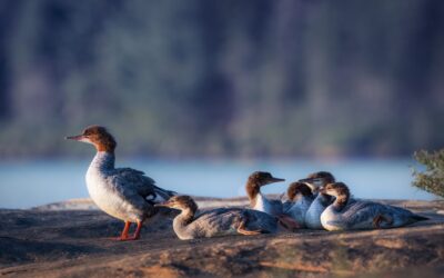 Grand harle | Common Merganser