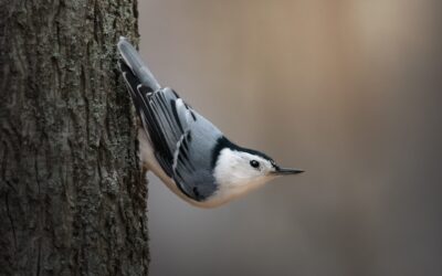 sittelle à poitrine blanche | white-breasted nuthatch