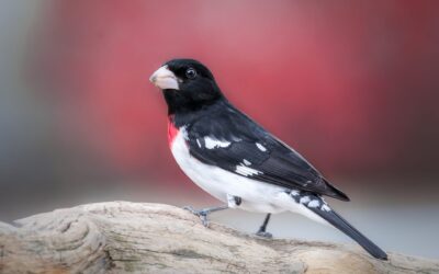 Cardinal a poitrine rose | Rose-breasted Grosbeak