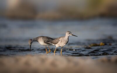 Limicole | Shorebird
