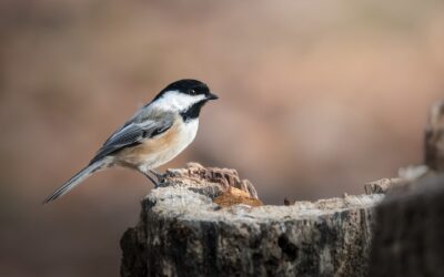 Mésange à tête noire | Black-capped Chickadee