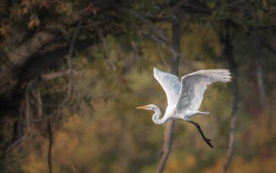 Grande aigrette | Great Egret