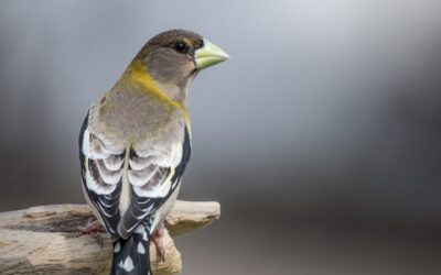 Gros-becs errants | Evening Grosbeak