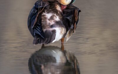 Canard mandarin | Mandarin Duck