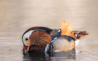 Canard mandarin | Mandarin Duck
