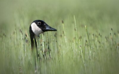 bernache du Canada | Canada goose