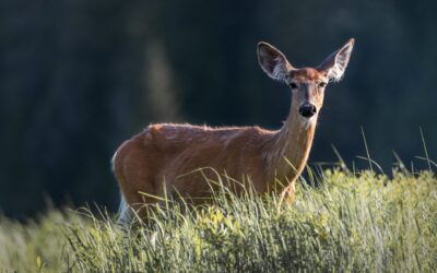 Cerf de Virginie | White-tailed deer