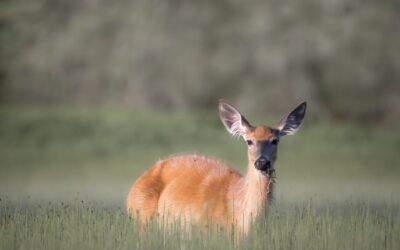 Cerf de Virginie | White-tailed deer