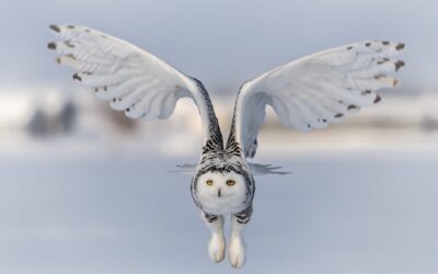 Harfang des neiges | Snowy owl