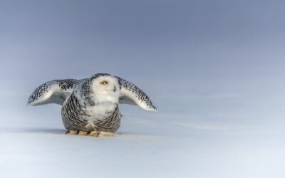 Harfang des neiges | Snowy owl
