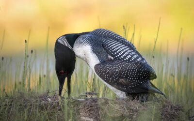 Plongeon huard | Common loon